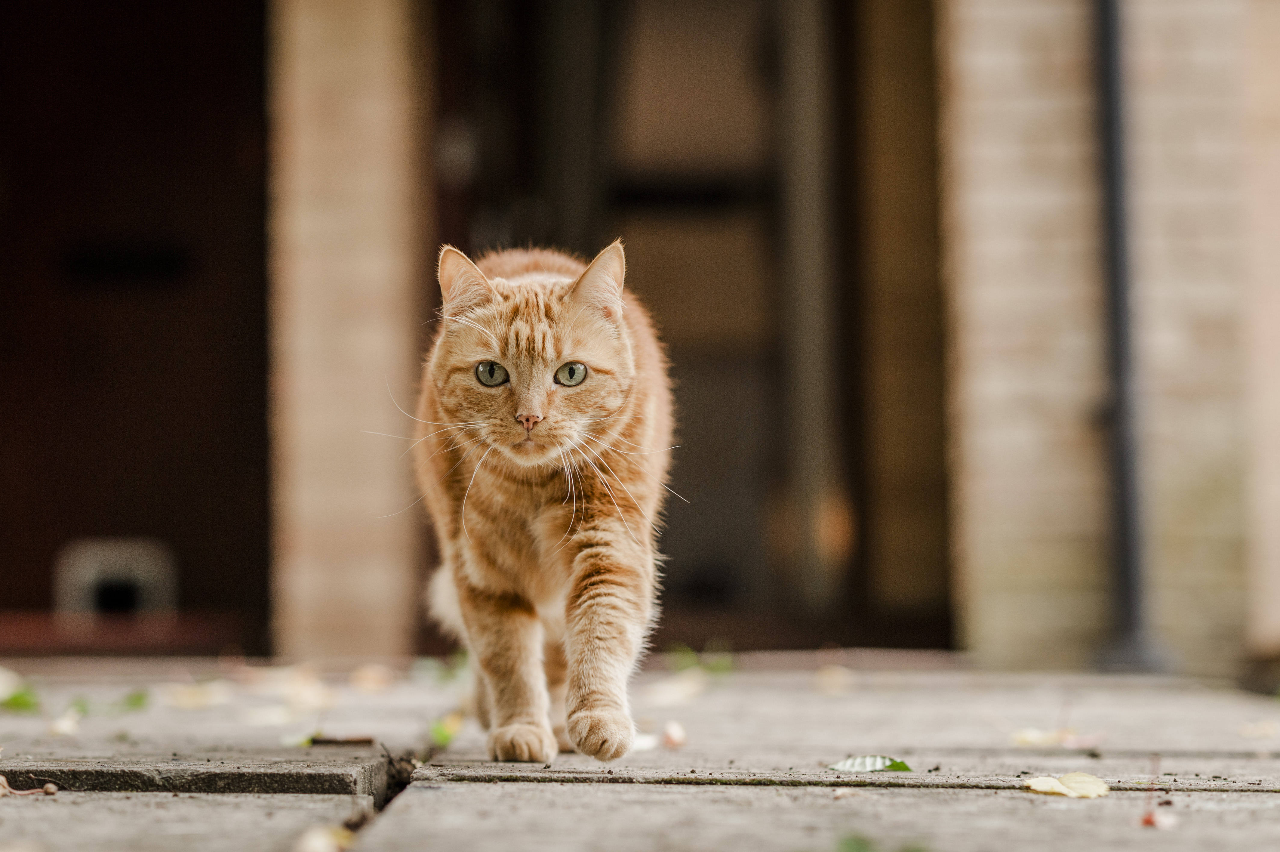 Cat lost in store house for days